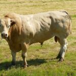 Na bikijadi u Radošiću bik teško ozljedio muškarca…