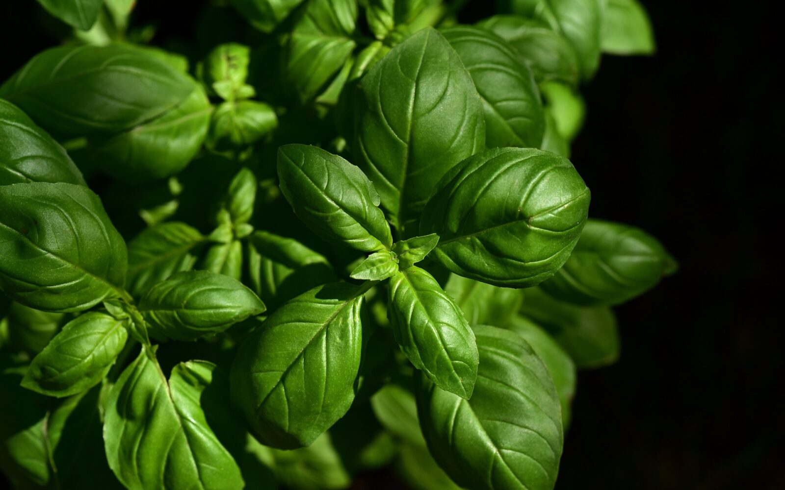 basil-3532424_1920-1600x1000