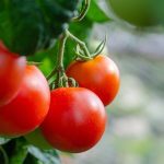 Savjet vrtlara za bolji urod rajčice: Napravite ovo i nećete znati što s toliko plodova