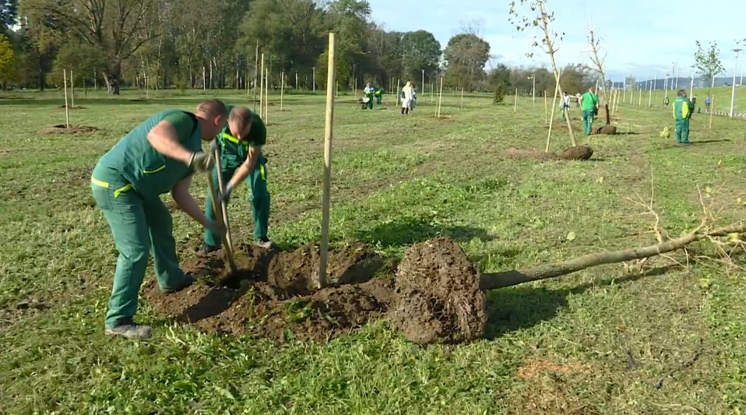 Zagreb-sadnja-stabala-1068x594