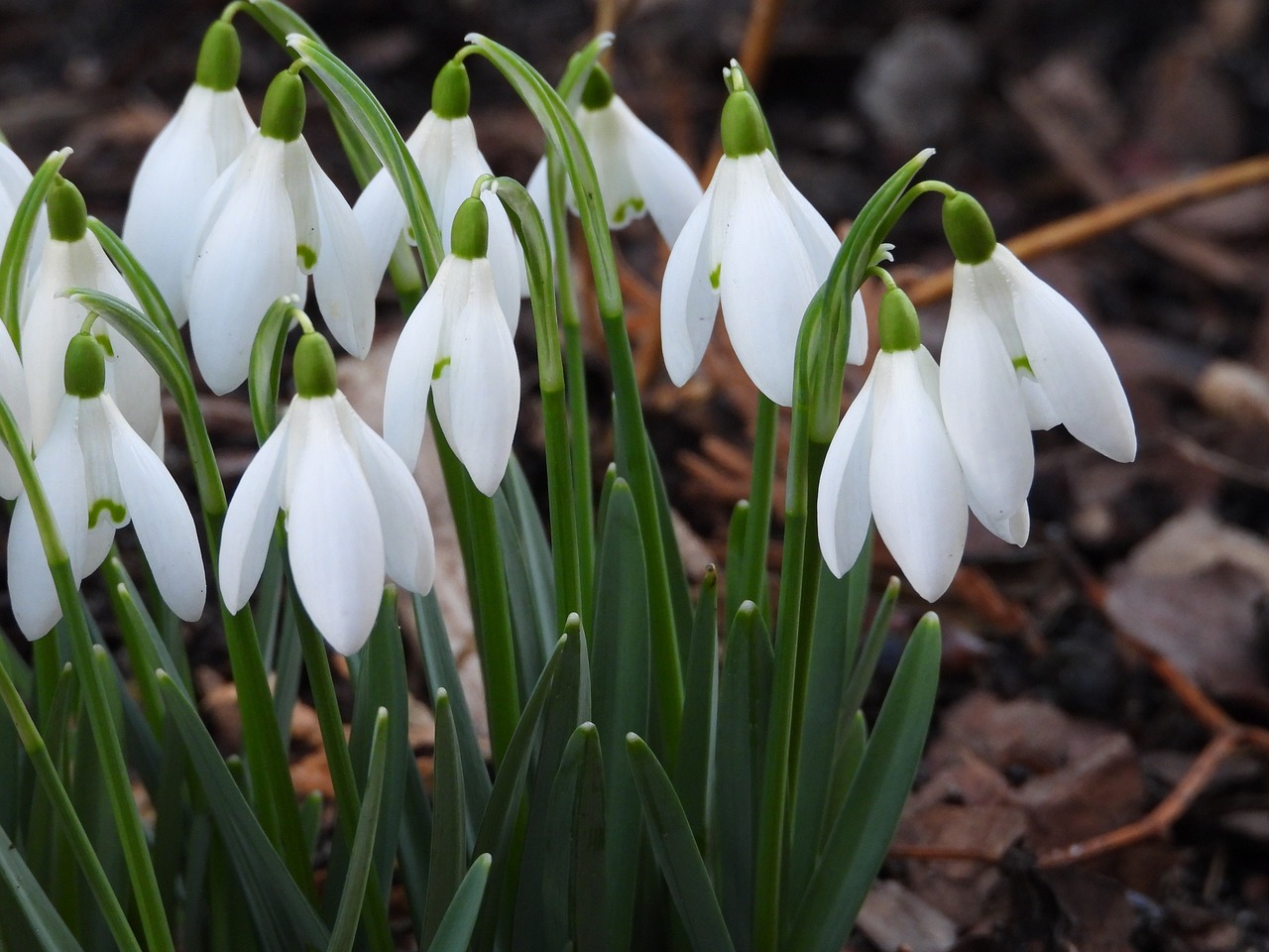 visibabe snowdrops-4018701_1280
