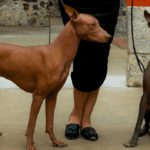 Ovo je jedna od najrjeđih pasmina pasa na svijetu, a možete je upoznati i u Hrvatskoj