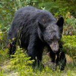 Na području Pazina viđen medvjed, građani pozvani na oprez