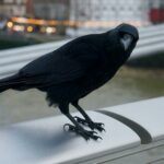Vrane napadaju kod OŠ u Zagrebu: Budite na oprezu. Baš mi ih je pun kufer