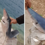 FOTO U Neumu uhvatili morskog psa koji je u Hrvatskoj ugrožen i njegov izlov strogo zabranjen!