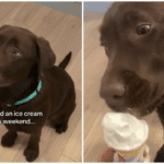 Labrador prvi put probao sladoled, evo kako je reagirao