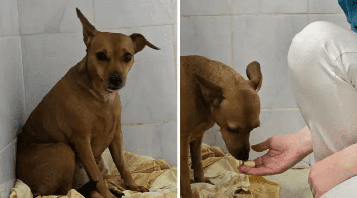 slika_2025-02-26_124233746