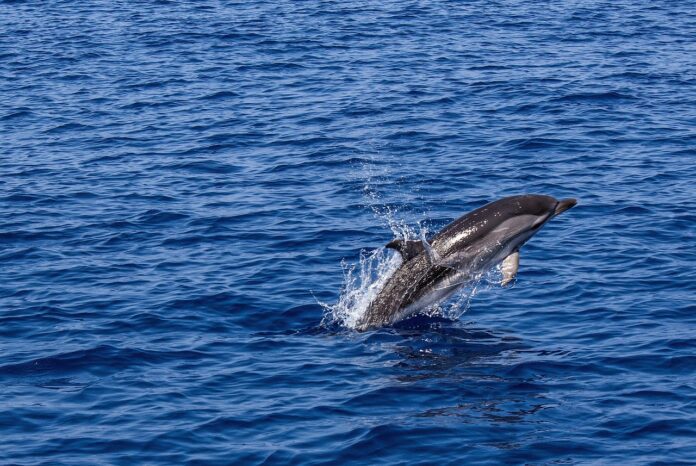 simonmettler-dolphin-1818853_1280