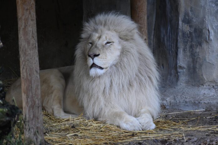 spykerf1-white-lion-3897313_1280