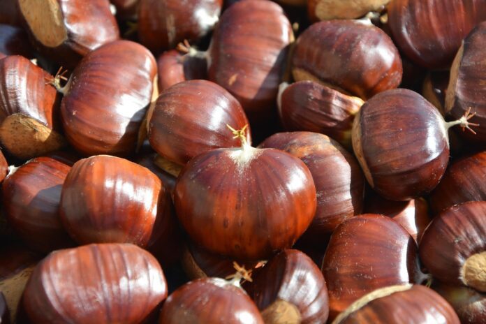 kesteni jaclou-dl-chestnuts-2804036_1280